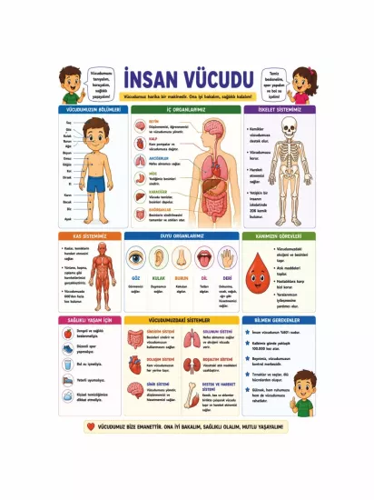 İnsan Vücudu Sınıf Öğrenci Afişi | Fen Bilimleri Posteri | Zajabaskı