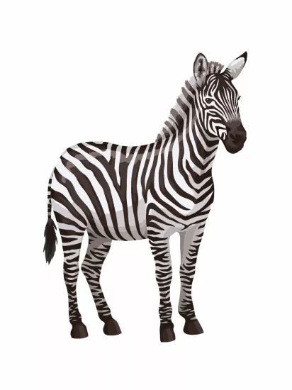 Zebra Doğum Günü Maket Pano Modelleri ve Fiyatları | Zajabaskı