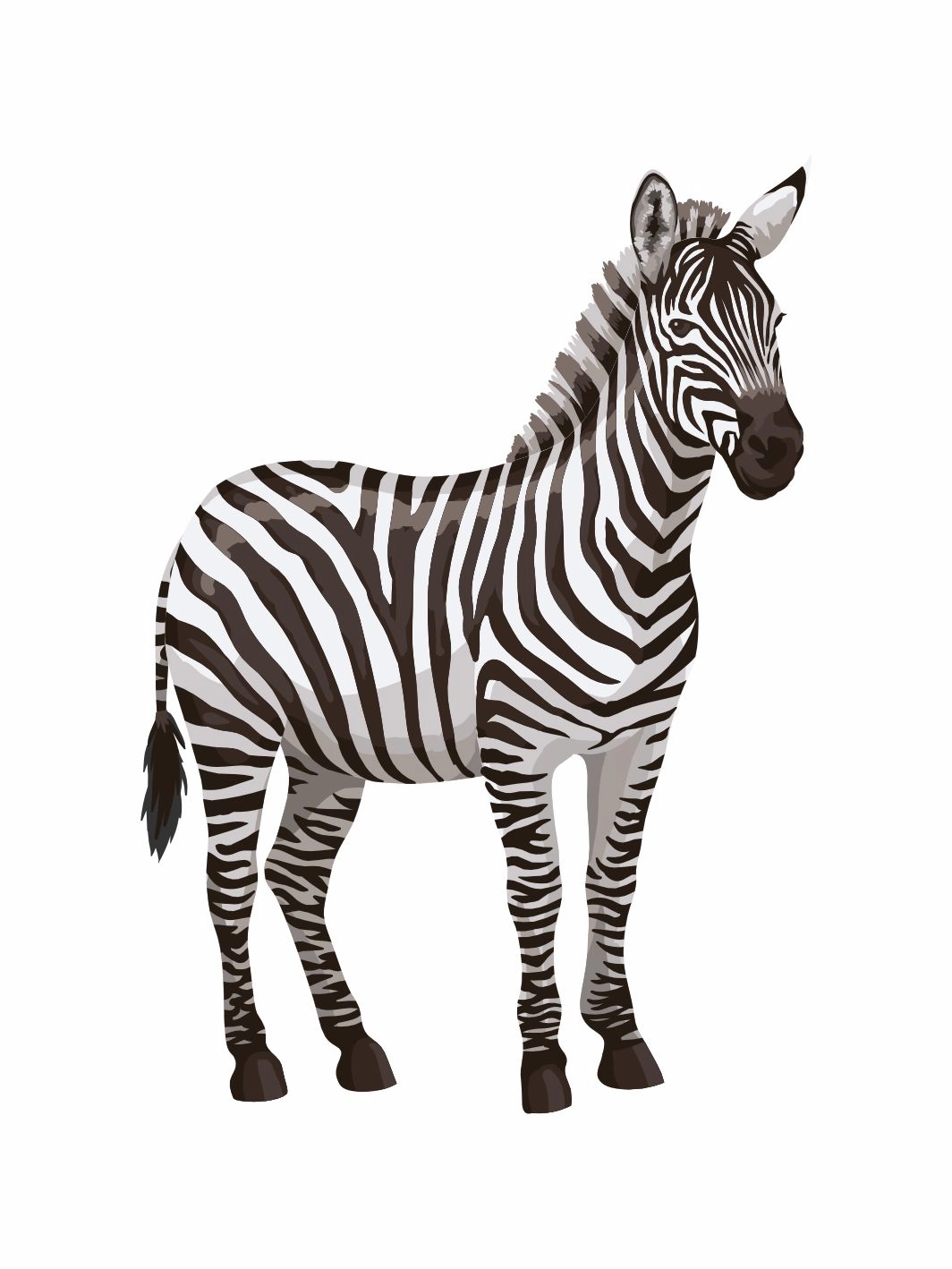 Zebra Doğum Günü Maket Pano